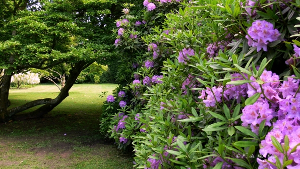 Bois des Moutiers (5) Juin 2012